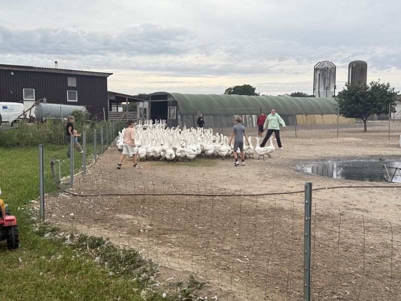 Die Gänse vom Landhof Rahlf gleich neben dem Biergarten.